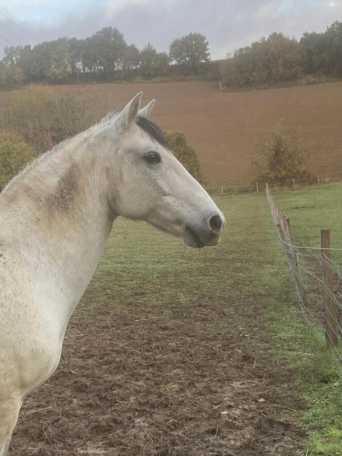 Chez Sophie - Gite Et Gite Equestre Clermont-Dessous Εξωτερικό φωτογραφία